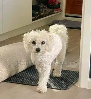 6-12 months Male Purebred Maltese