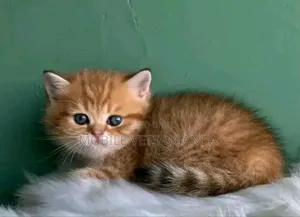 1-3 months Male Purebred Tonkinese