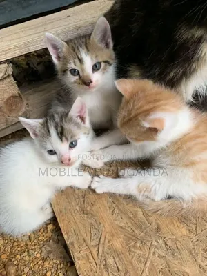 1-3 months Female Purebred Balinese
