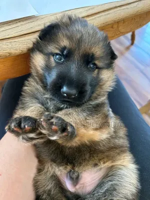 1-3 months Male Purebred German Shepherd