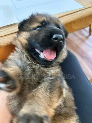 0-1 month Female Purebred German Shepherd