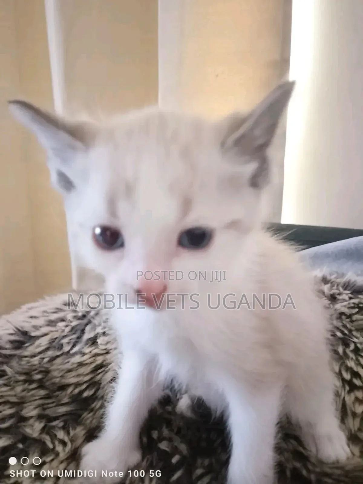 1-3 months Male Purebred Siberian