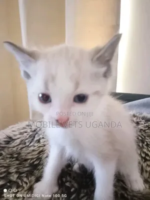 1-3 months Male Purebred Siberian