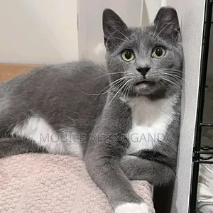 6-12 months Male Purebred Egyptian Mau