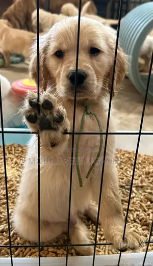 1-3 months Male Purebred Golden Retriever