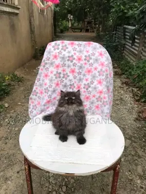 1-3 months Male Purebred American Wirehair
