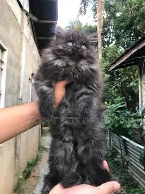 1-3 months Male Purebred American Wirehair