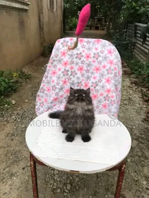 0-1 month Female Purebred Persian