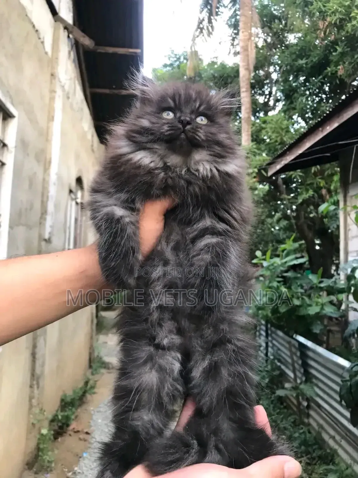 1-3 months Female Purebred Ragamuffin