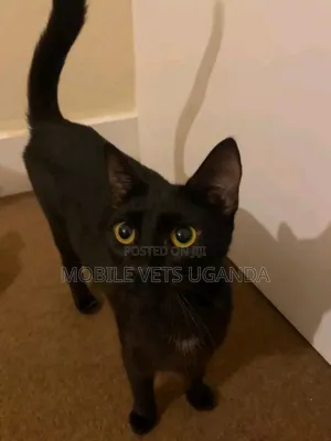 3-6 months Female Purebred Nebelung
