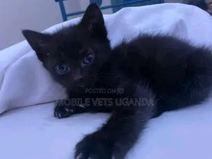 1-3 months Female Purebred Savannah