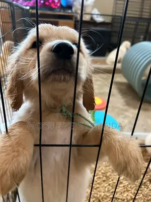 1-3 months Female Purebred Golden Retriever