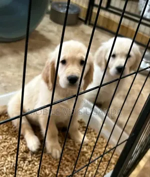 0-1 month Female Purebred Golden Retriever