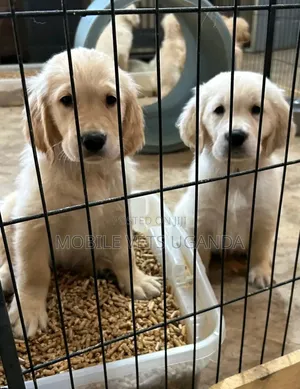 3-6 months Male Purebred Golden Retriever