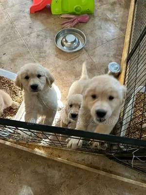 1-3 months Male Purebred Golden Retriever