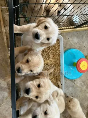 1-3 months Female Purebred Golden Retriever