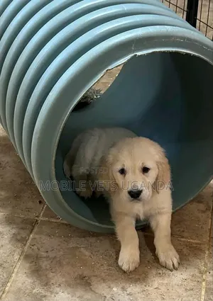 3-6 months Female Purebred Golden Retriever