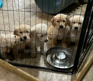 1-3 months Female Purebred Golden Retriever