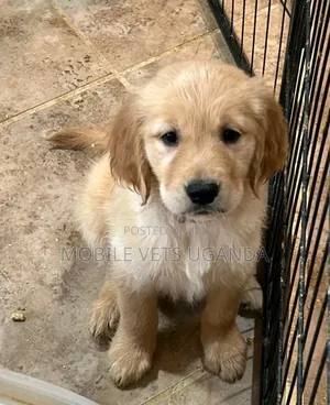 3-6 months Male Purebred Golden Retriever