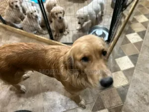 1-3 months Female Purebred Golden Retriever