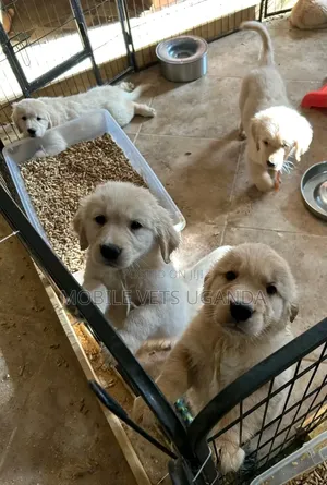 0-1 month Male Purebred Golden Retriever