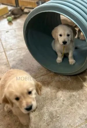 1-3 months Female Purebred Golden Retriever