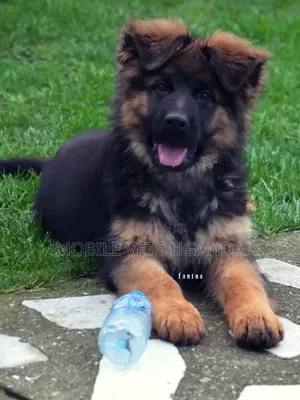 1-3 months Female Purebred German Shepherd
