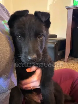 3-6 months Female Purebred German Shepherd