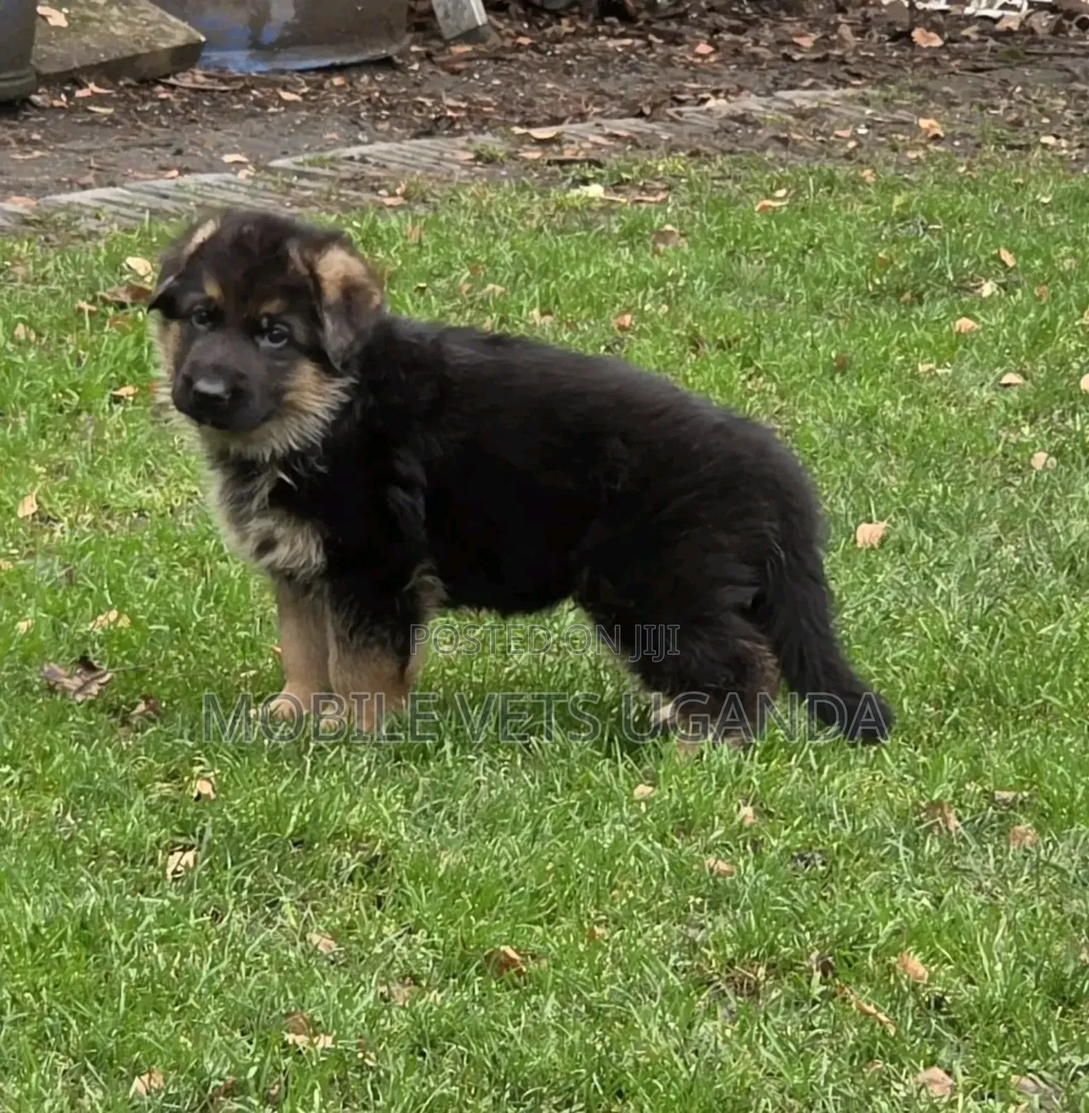 1-3 months Male Purebred German Shepherd