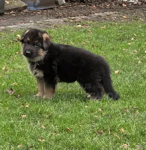 1-3 months Male Purebred German Shepherd