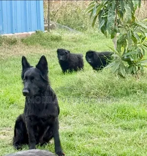 1-3 months Female Purebred German Shepherd
