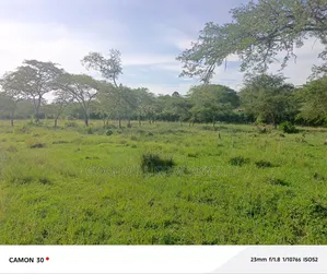378 Acres Of Land In Sembabule (30 Acres Are Coffee Plantation)