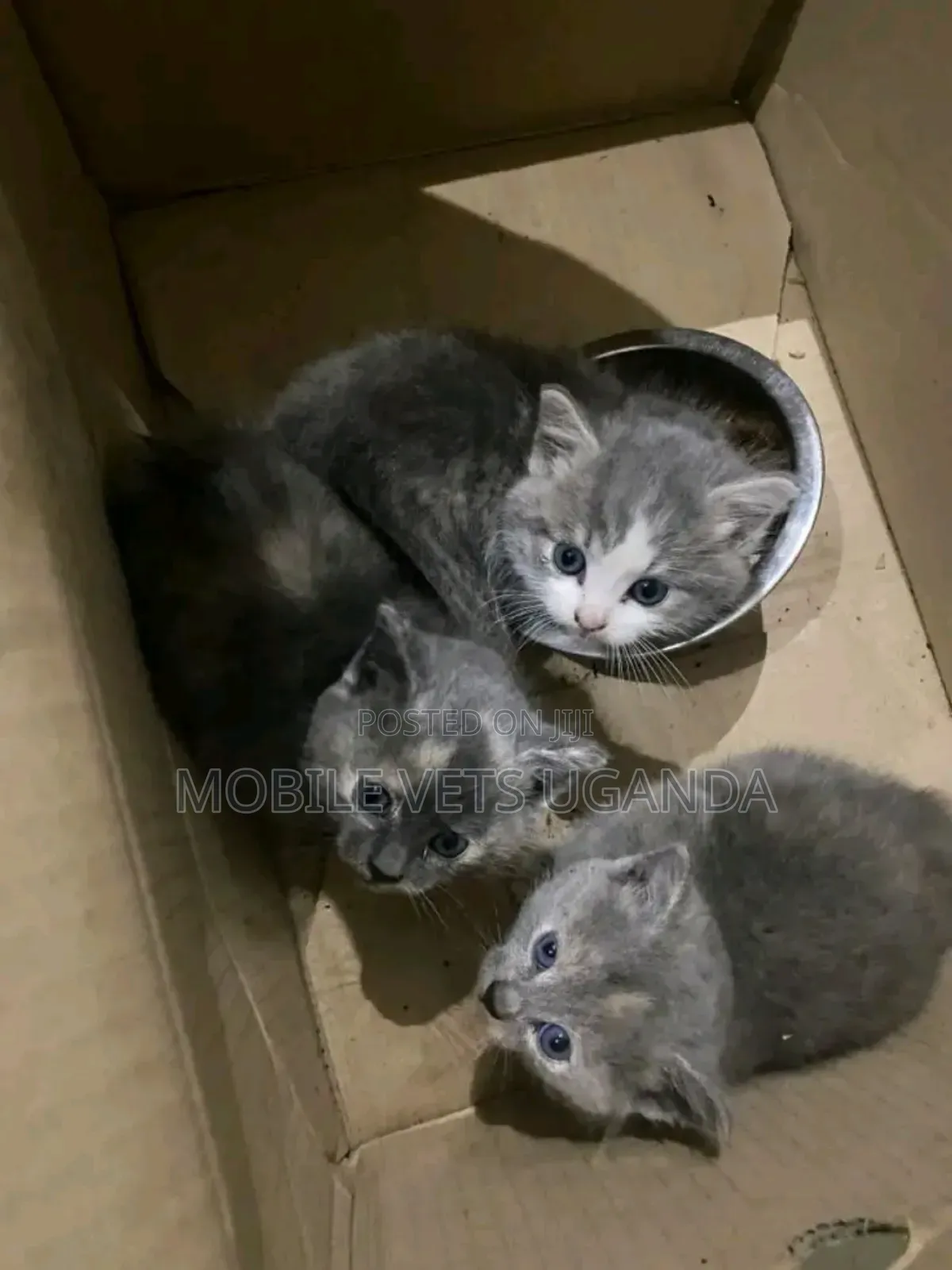 1-3 months Female Purebred Himalayan