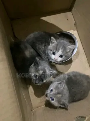 1-3 months Female Purebred Himalayan