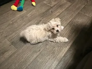 3-6 months Male Purebred Maltese