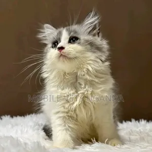 1-3 months Female Purebred American Shorthair