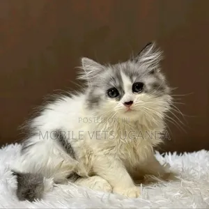 0-1 month Female Purebred Persian