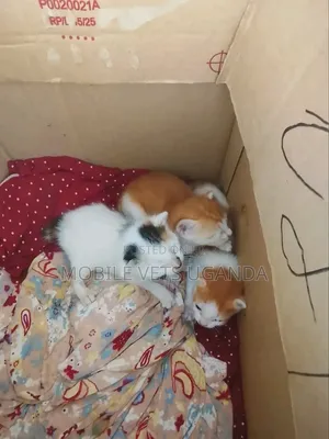 0-1 month Female Purebred Bombay