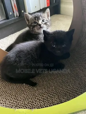 1-3 months Female Purebred Scottish Fold