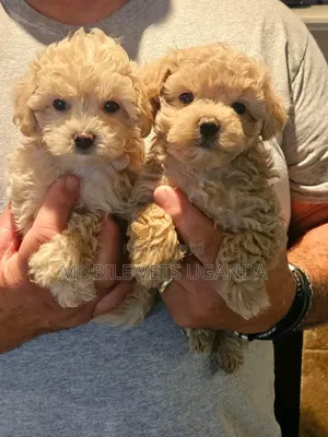 0-1 month Male Purebred Maltese