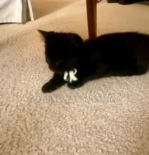 3-6 months Female Purebred American Wirehair