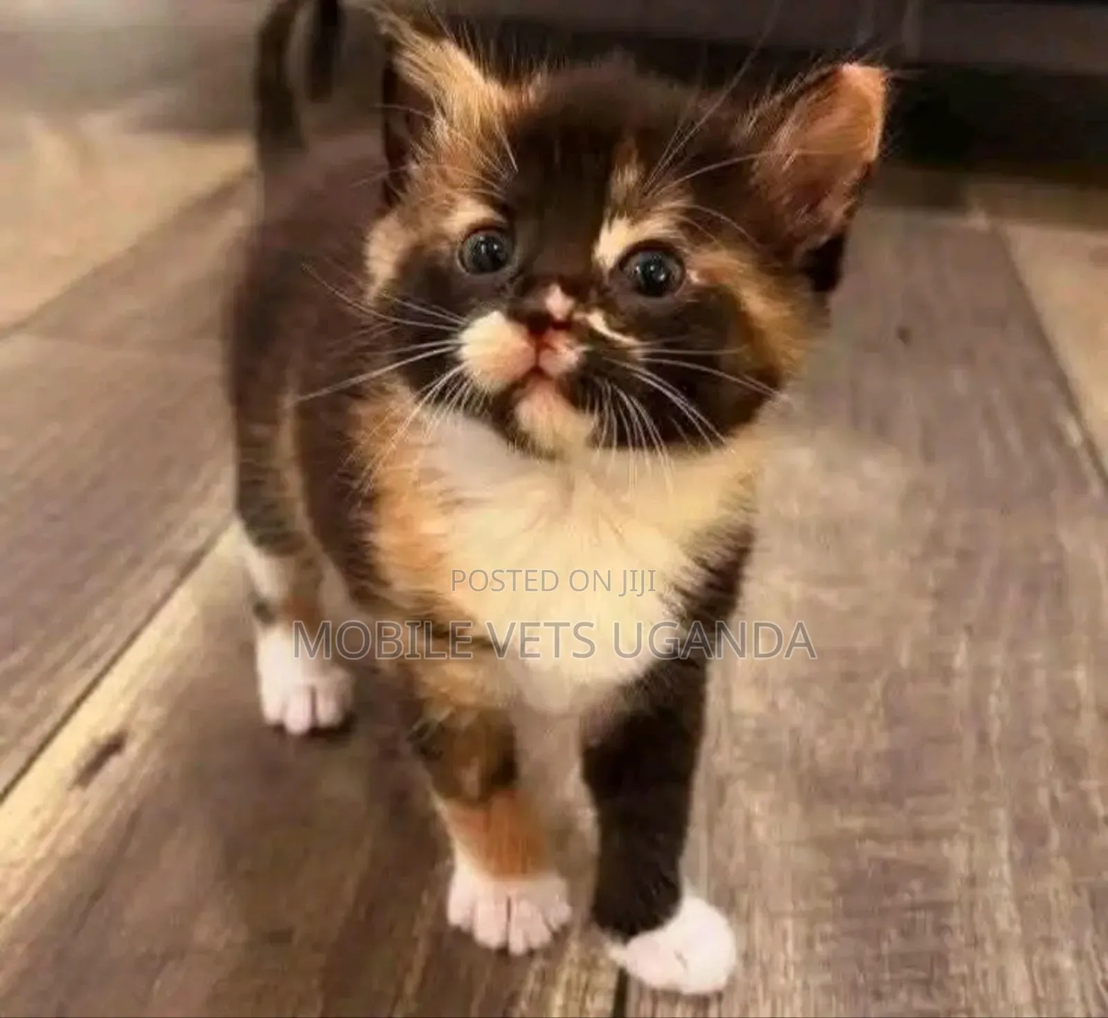 1-3 months Female Purebred Tabby