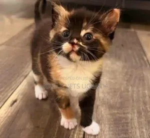 1-3 months Female Purebred Tabby