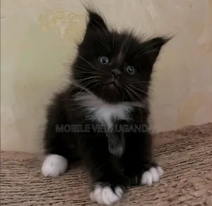 1-3 months Male Purebred Manx