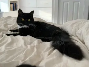 6-12 months Female Purebred Abyssinian