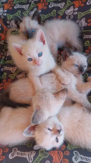 1-3 months Male Purebred British Shorthair