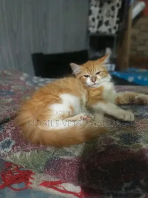 1-3 months Female Purebred American Curl