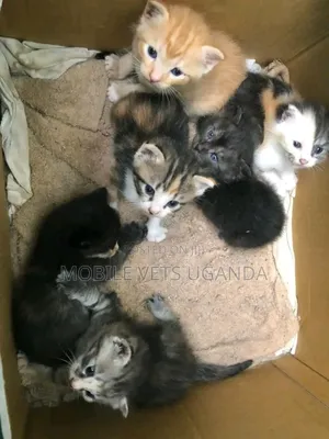 1-3 months Female Purebred Exotic