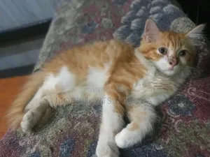 3-6 months Female Purebred Manx