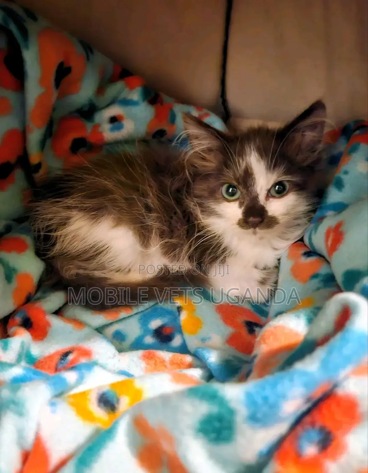 0-1 month Male Purebred American Bobtail